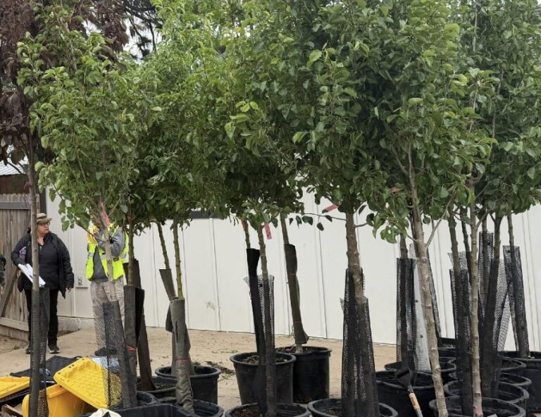 dacono_trees.jpg